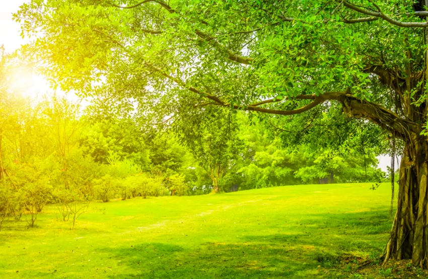 claro de un bosque en un dia soleado