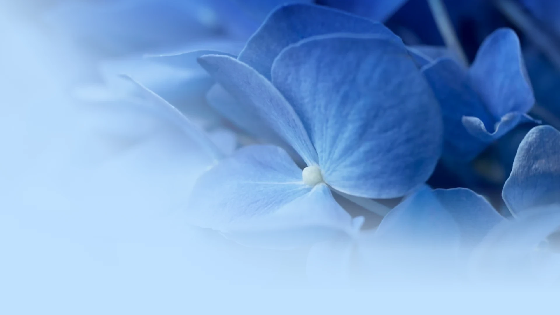 grupo de flores azules