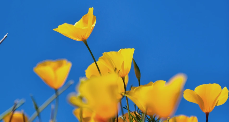 campo de tulipanes amarillos