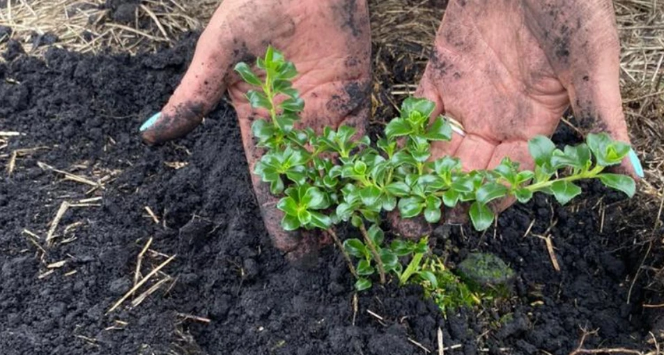 persona sembrando una planta en su huerto