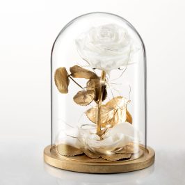 Luz de tu memoria – Rosa blanca