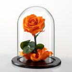 Luz de tu memoria – Rosa sencilla