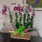 fantasia-de-orquidea