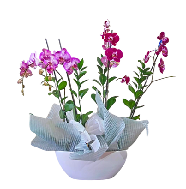 Elegancia Natural TO-PL 2