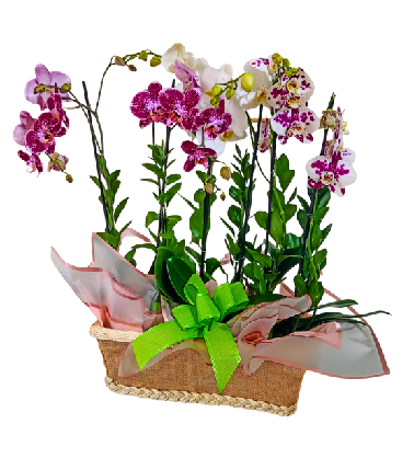 Fantasía de Orquídea