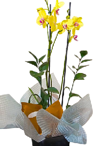 Encanto de Porcelana TO-PL 2V