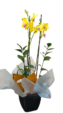 Encanto de Porcelana TO-PL 2V